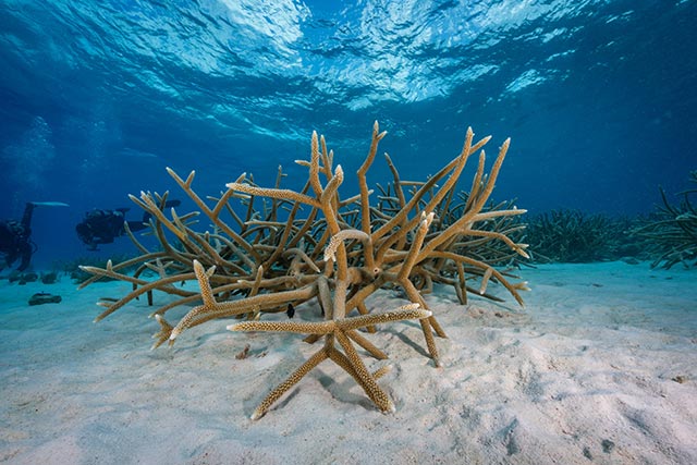 Staghorn Coral: Science